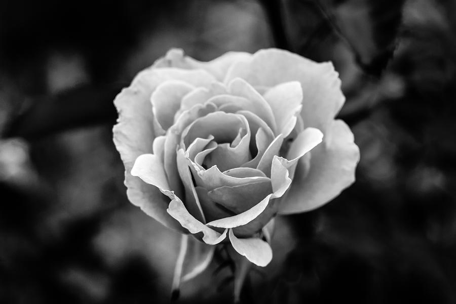 White Rose Photograph by Joshua Blackwell - Fine Art America