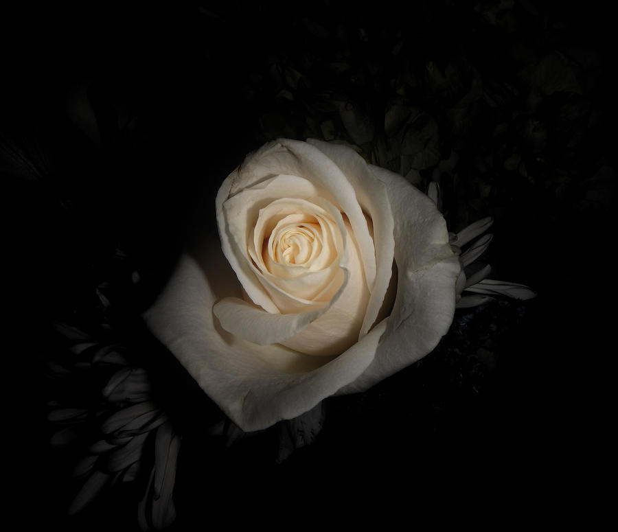White Rose Photograph by Judy Hall-Folde
