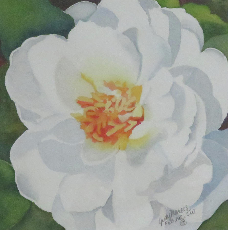 White Rose Painting by Judy Mercer