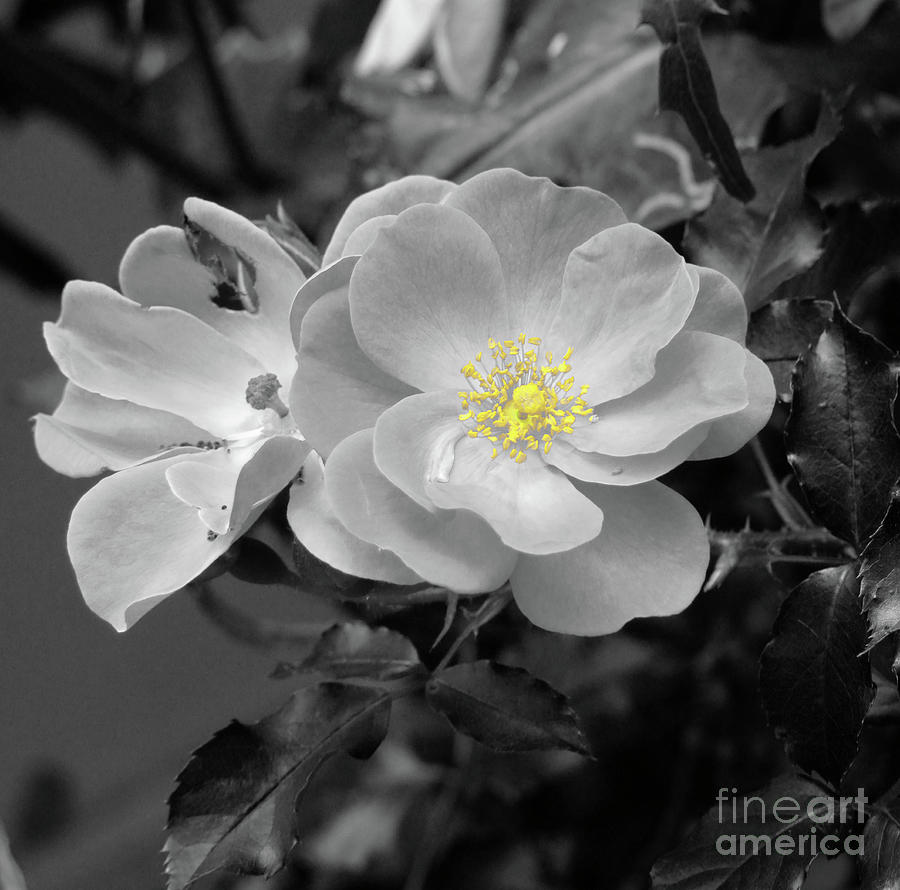 Black And White Photograph - White Rose by Karen Lewis