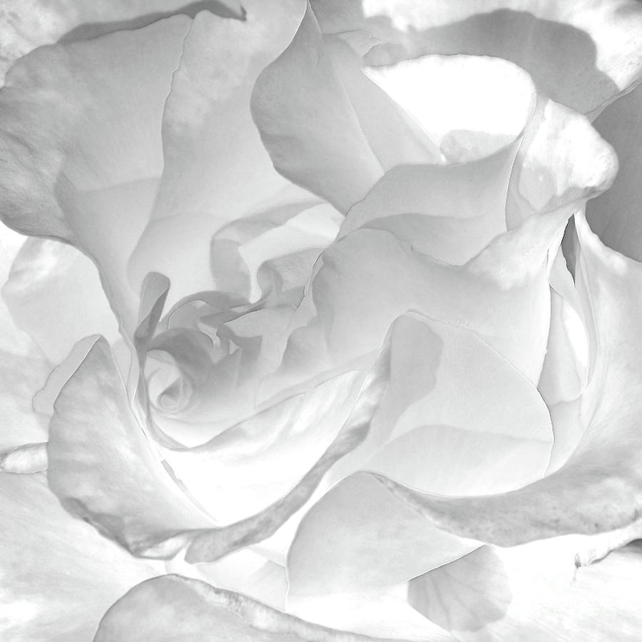White Rose - Limited Edition Available 1 of 25 Photograph by Lauren Leigh Hunter Fine Art Photography