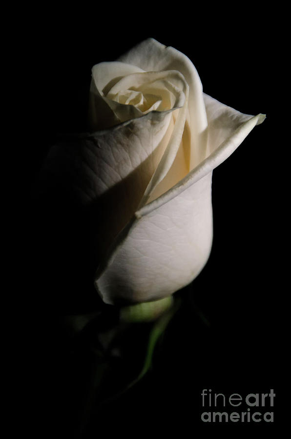 White Rose Low Key Minimal Botanical / Nature / Floral Photograph Photograph by PIPA Fine Art - Simply Solid