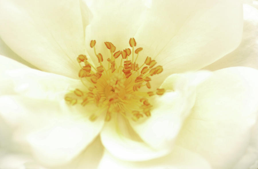 White Rose Macro Photograph by Cheryl Day