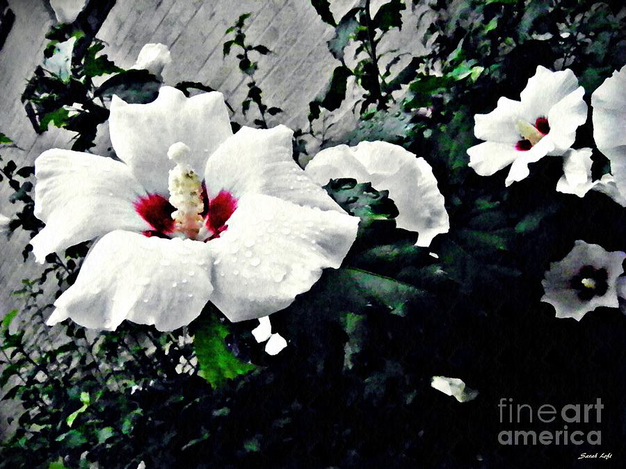 Flower Photograph - White Rose Mallows 2 by Sarah Loft