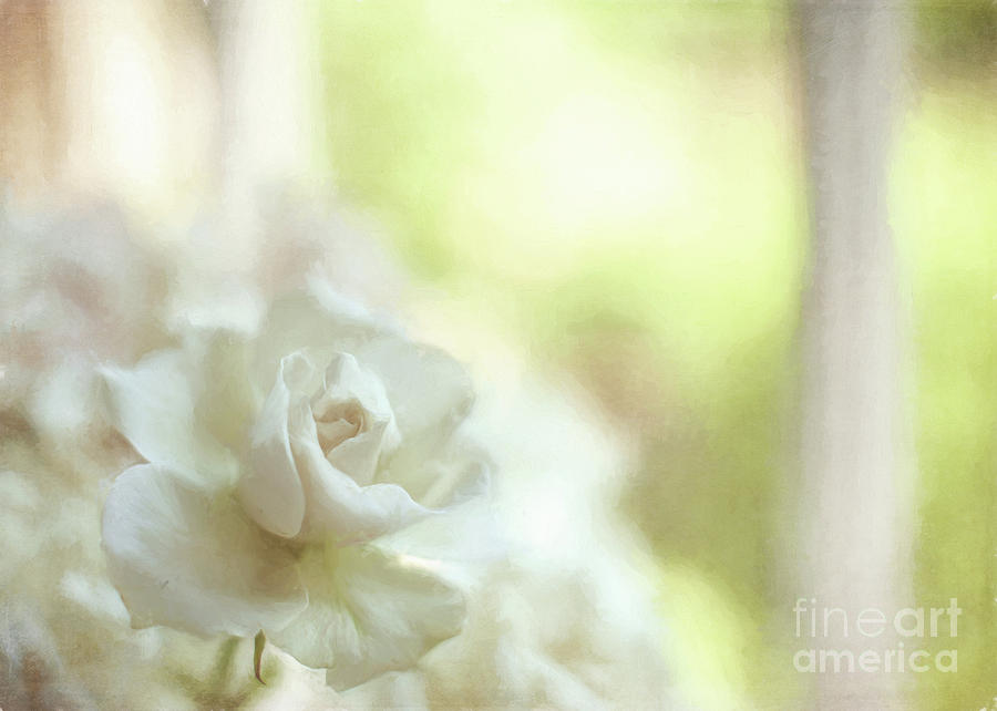 White Rose Photograph by Michael James