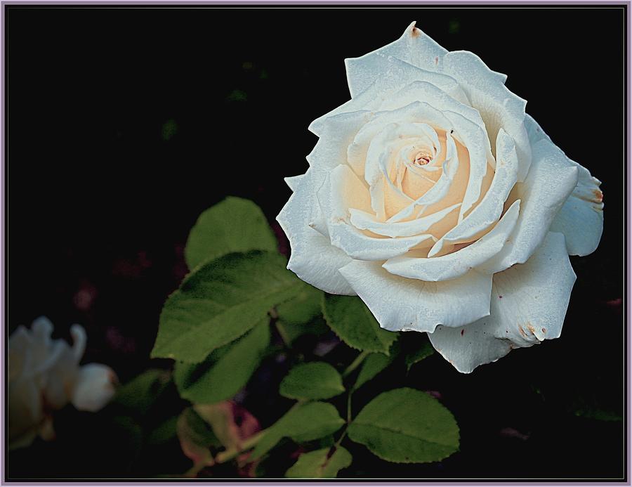 White Rose Photograph by Mindy Newman