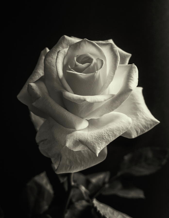 White Rose Monochrome Photograph by Jeff Townsend
