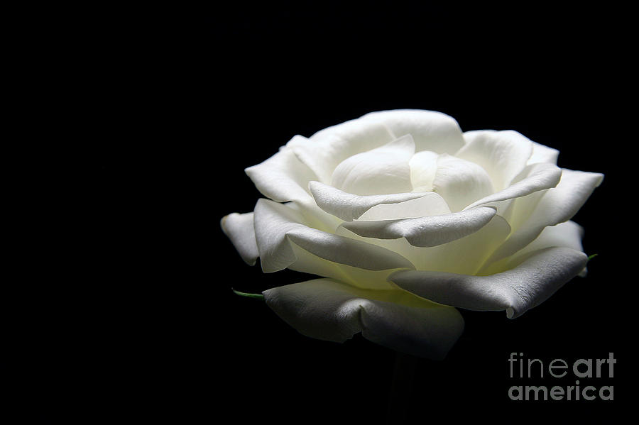 White Rose Photograph by Nir Ben-Yosef