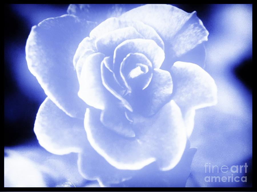 White Rose Of Beauty Digital Art