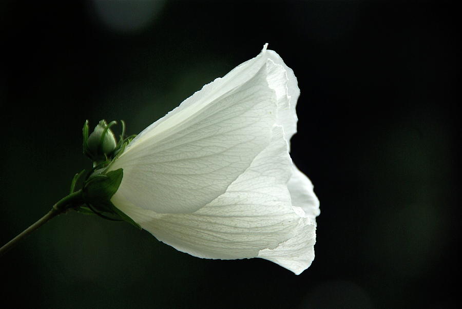 White Rose Of Sharon Photograph by Byron Varvarigos