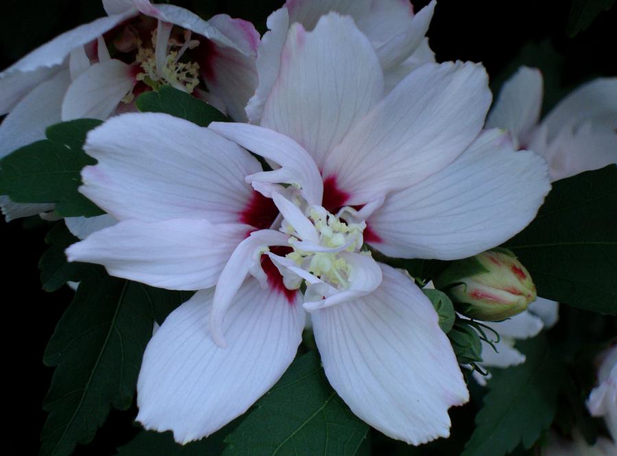 White Rose of Sharon Photograph by Michiale Schneider