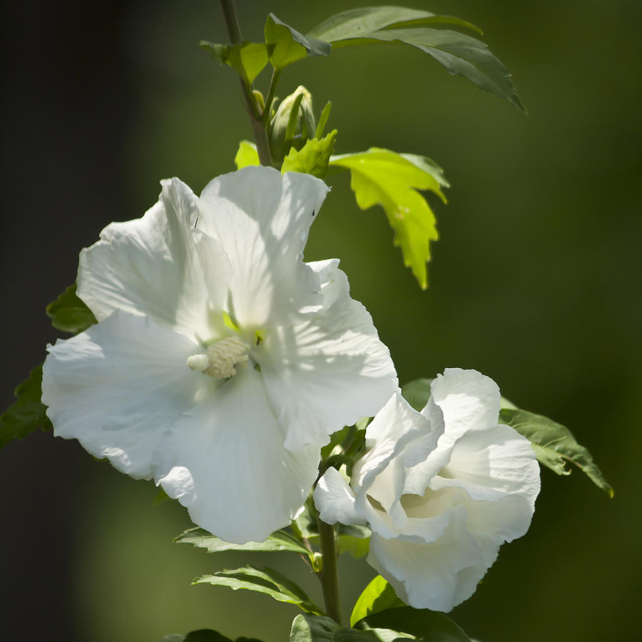 Flowers Still Life Photograph - White Rose of Sharon Squared by Teresa Mucha