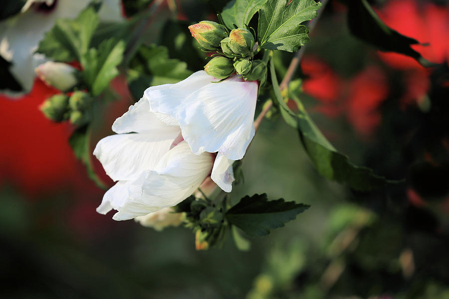 White Rose of Sharon Photograph by Theresa Campbell