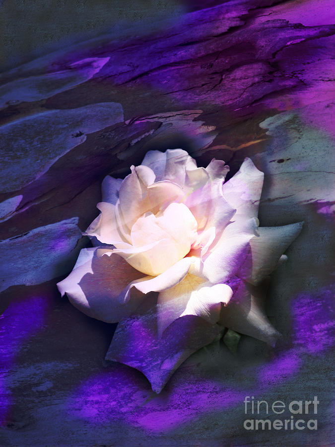 Flower Digital Art - White Rose by Olga K