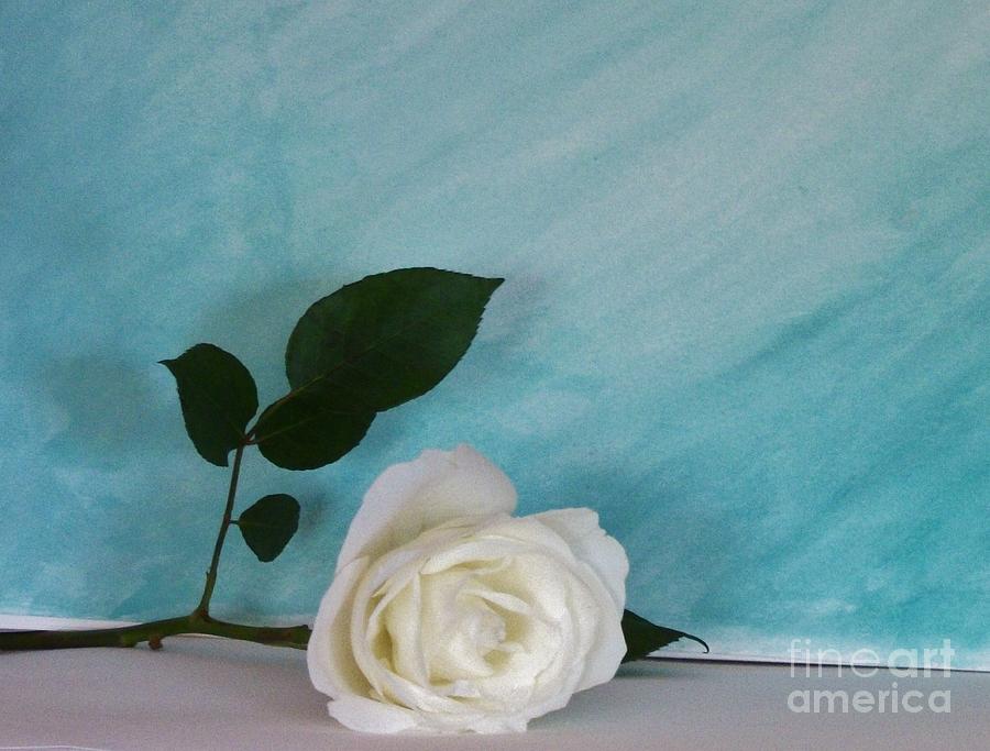White Rose on Aqua Photograph by Marsha Heiken