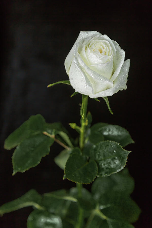 white rose black background