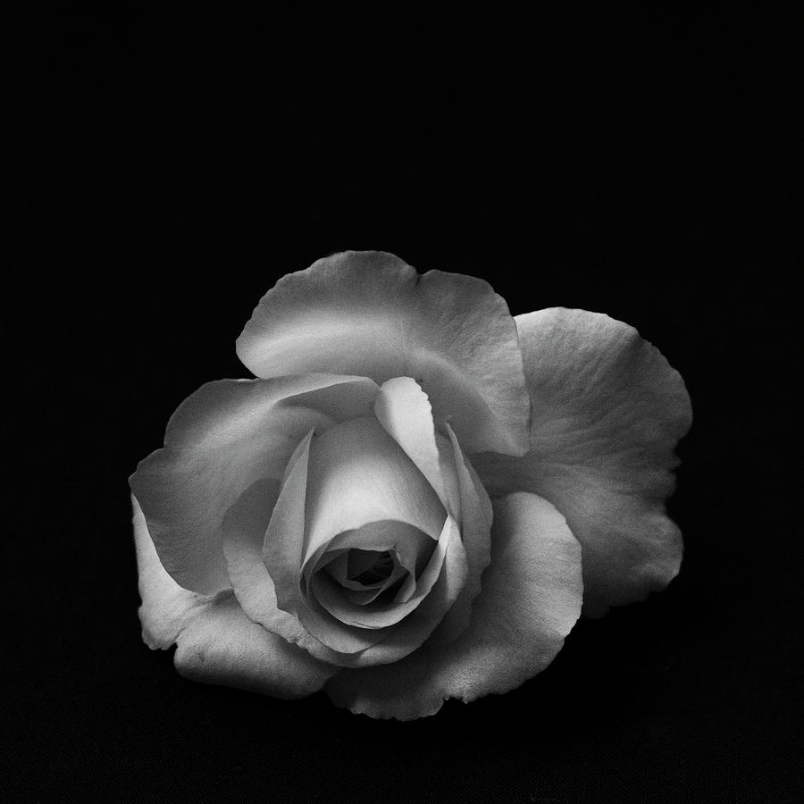 White Rose On Black Photograph by Carl Rittenhouse - Fine Art America