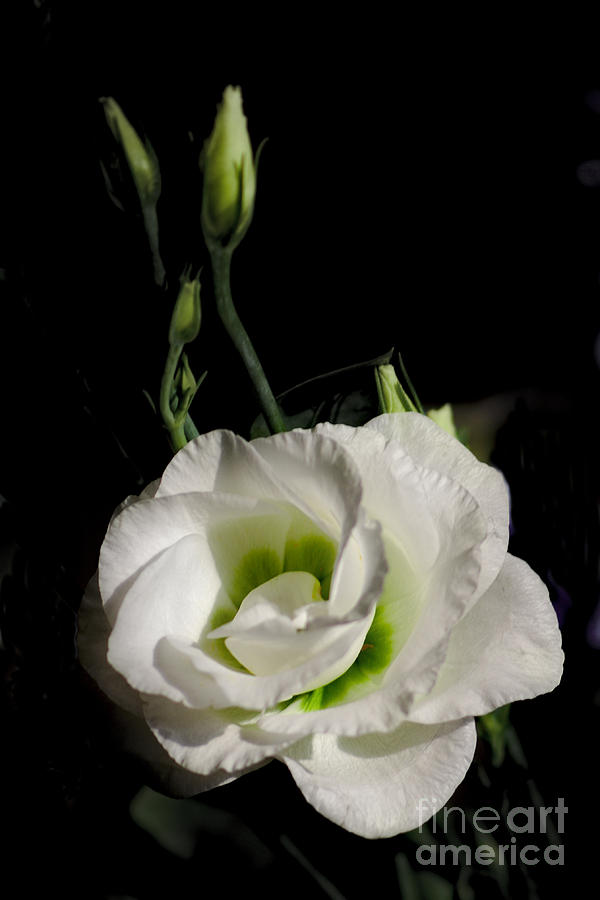 White Rose on Black Photograph by Jeremy Hayden