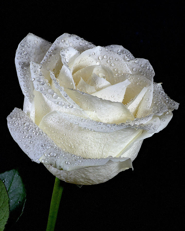Rose Photograph - White Rose on Black by Lowell Monke