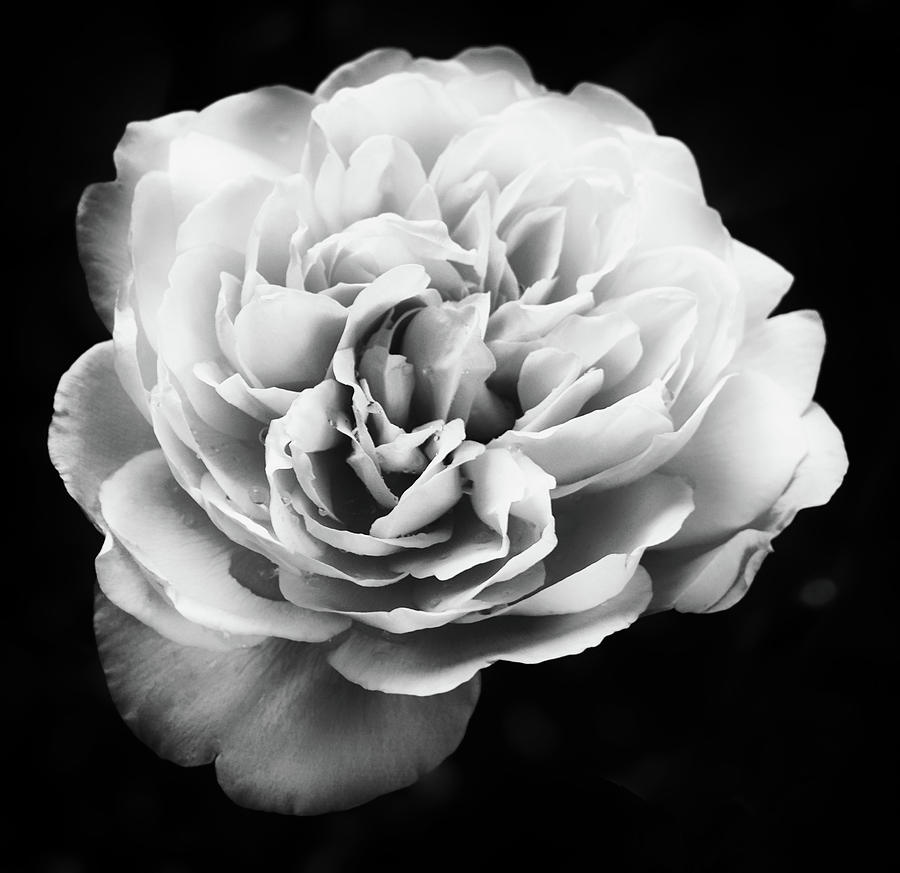 White Rose On Dark Photograph by Philip Openshaw