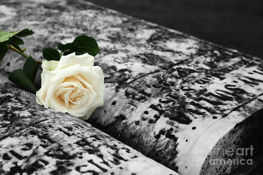Rose Photograph - White Rose on Grave for Memorial Day by James Brunker