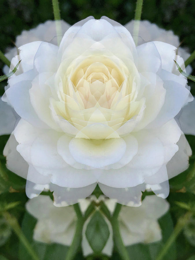 white-rose-opening-digital-art-by-mh-ramona-swift-fine-art-america