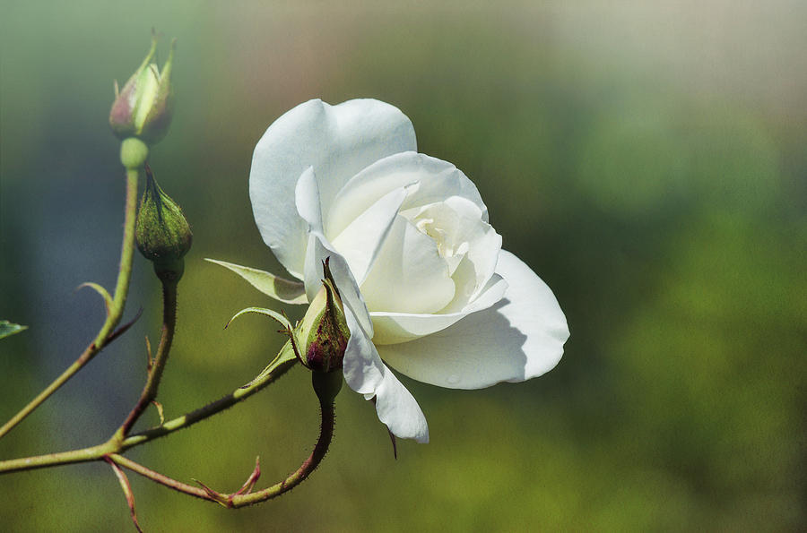 White Rose Painterly 1 Digital Art by Linda Brody