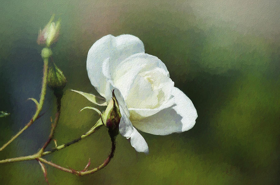 White Rose Painterly 2 Digital Art by Linda Brody