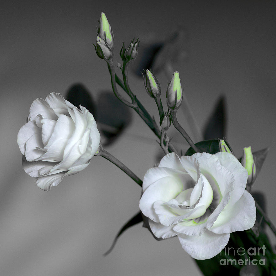 White Rose Pair Photograph by Jeremy Hayden