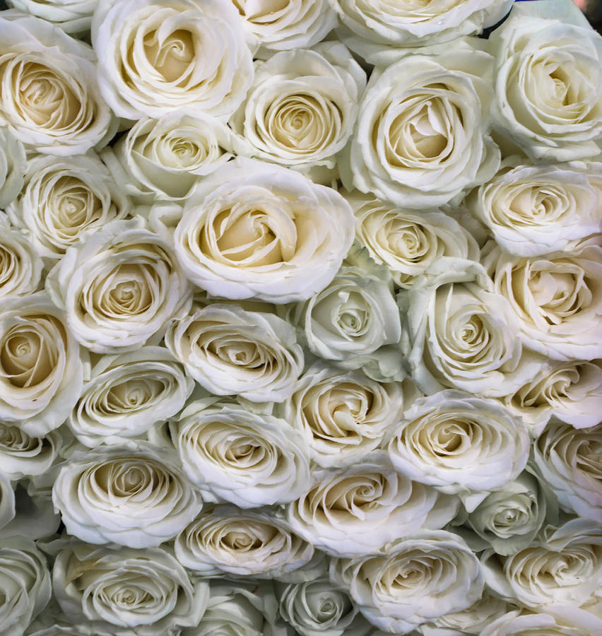 White Rose Pattern Photograph by John Williams