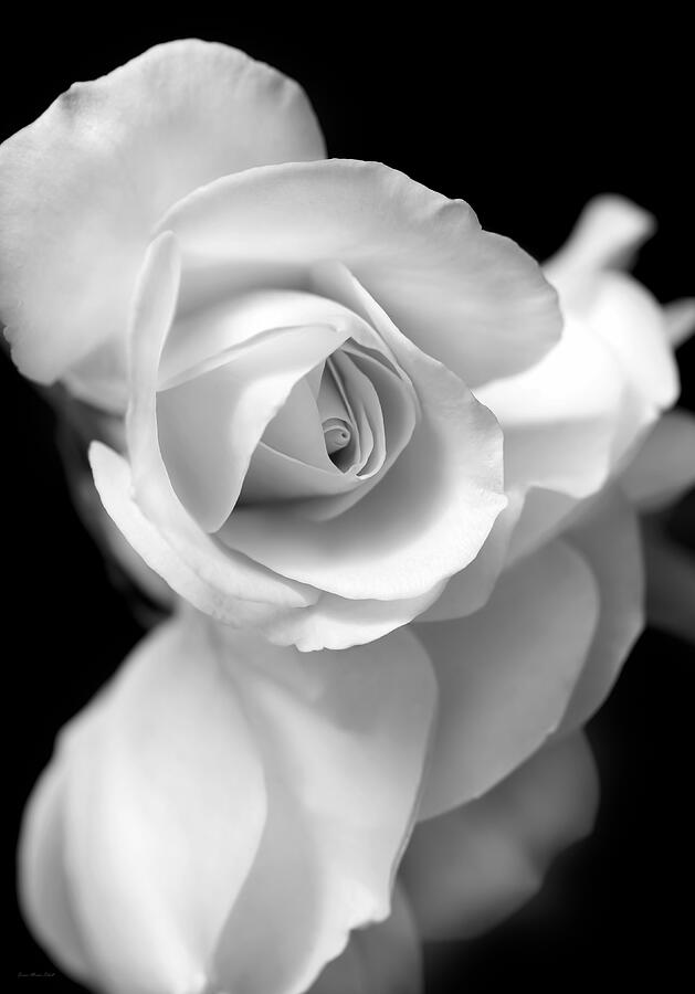 Nature Photograph - White Rose Petals Black and White by Jennie Marie Schell