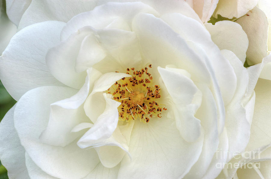 White Rose Purity Secrecy Photograph by David Zanzinger