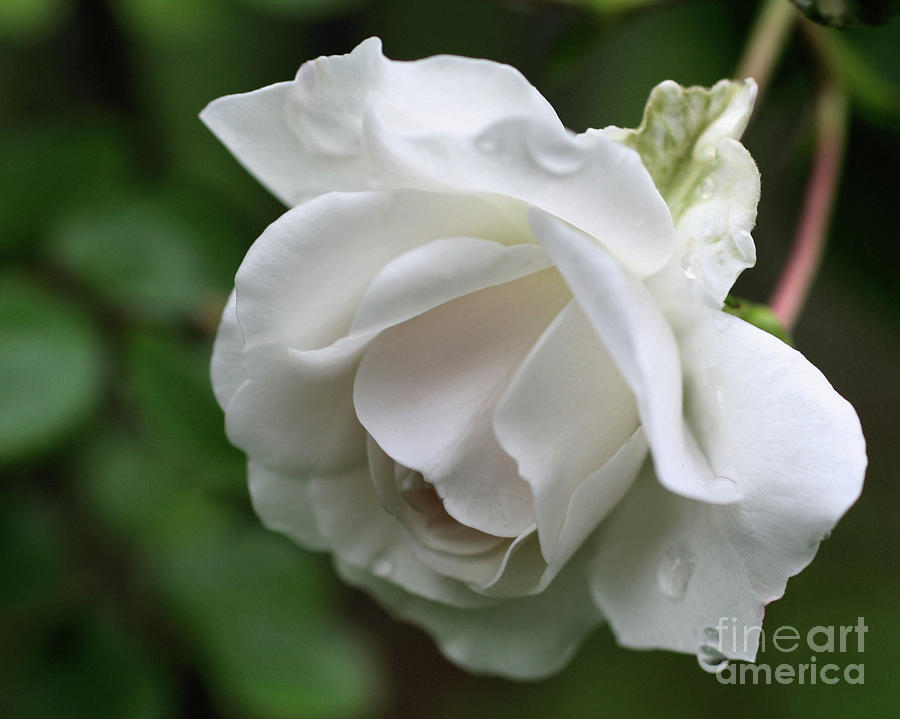 White Rose Raindrops Photograph by Smilin Eyes Treasures