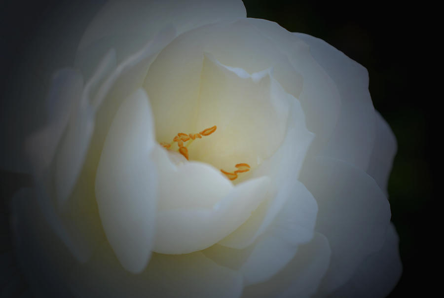 White Rose Photograph by Richard Andrews