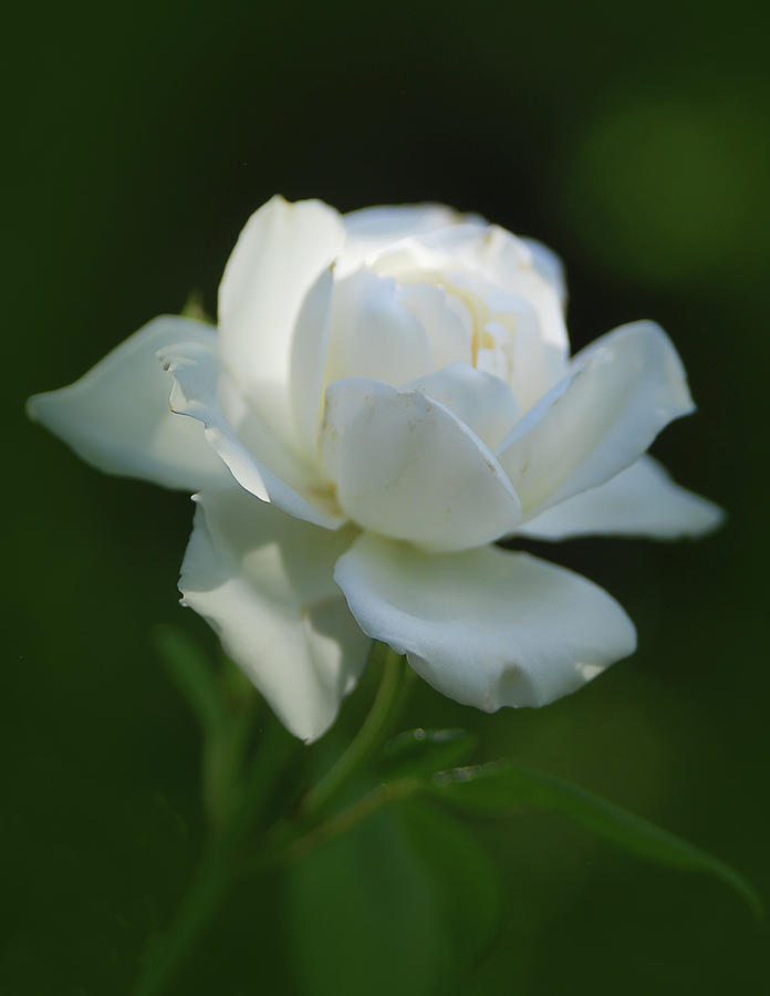Nature Photograph - White Rose by Rick Mosher