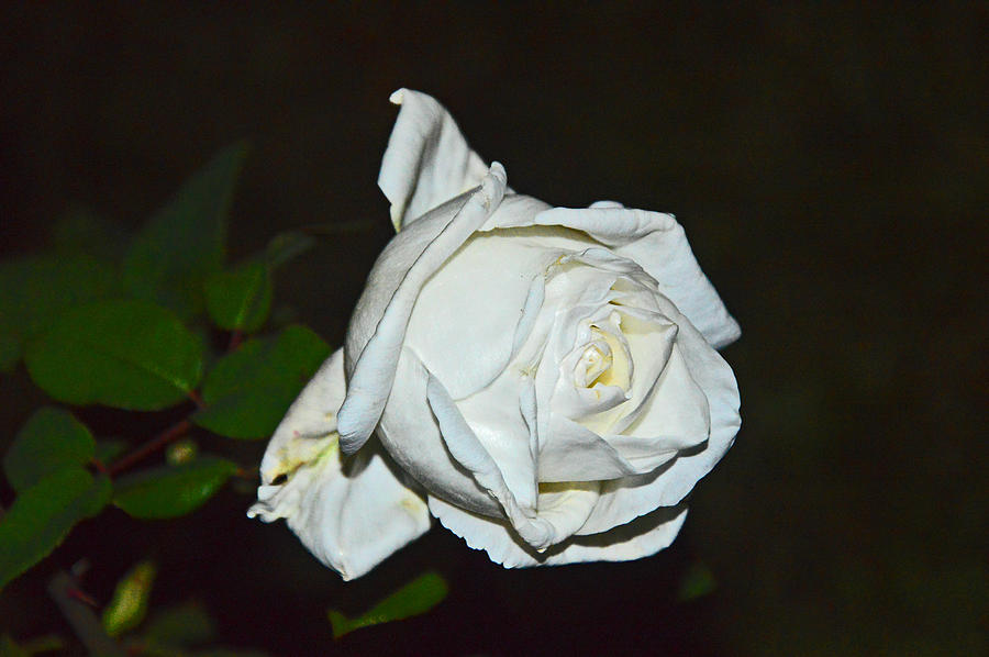 Flower Photograph - White rose Romania. by Andy i Za