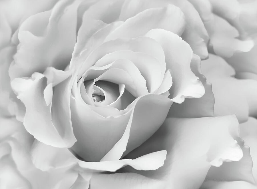 White Rose Ruffles Monochrome Photograph by Jennie Marie Schell