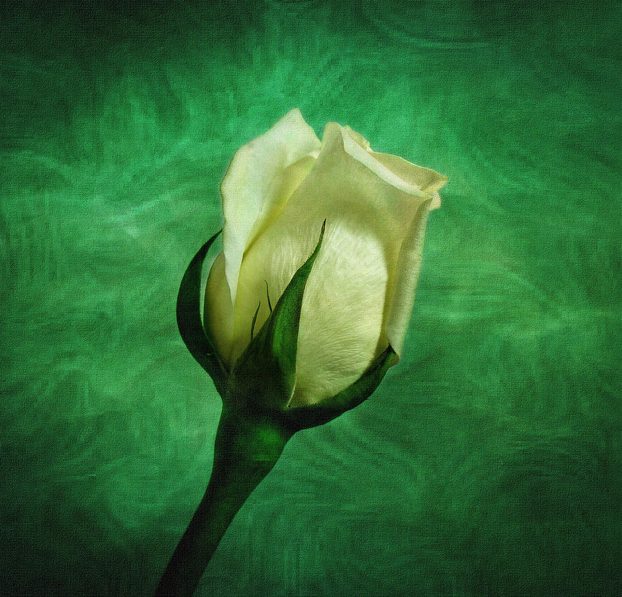 White Rose Photograph by Sandy Keeton