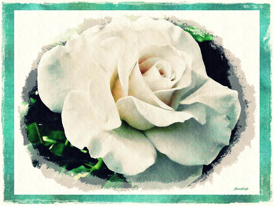 Rose Photograph - White Rose by Sarah Loft