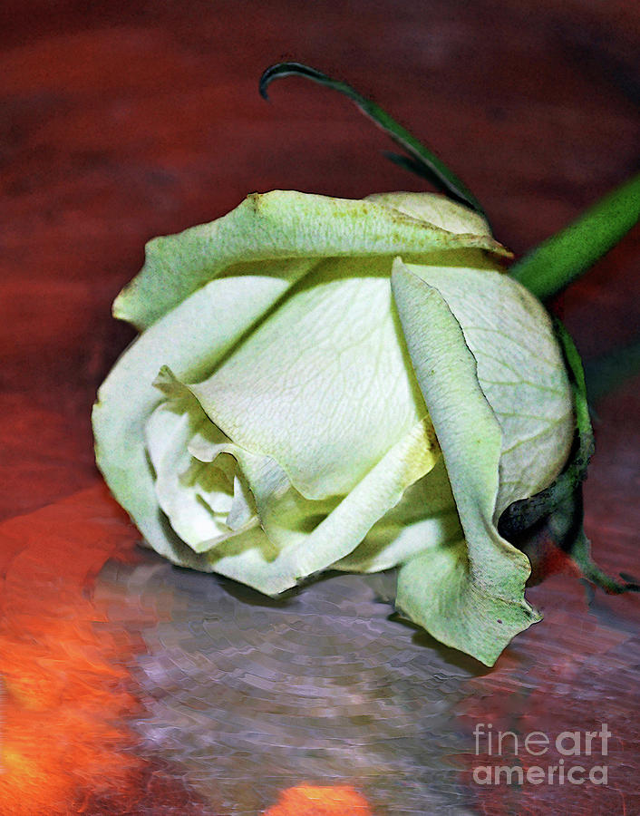 White Rose Photograph by Savannah Gibbs