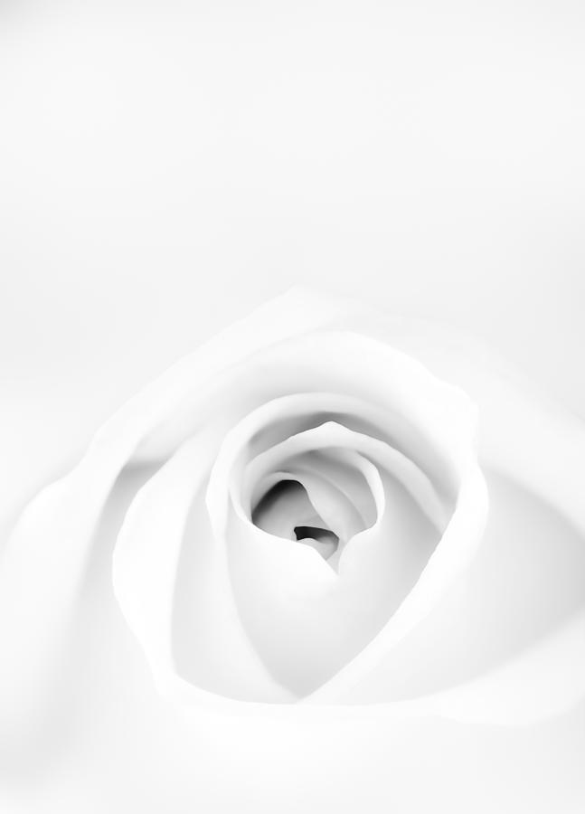 White Rose Photograph