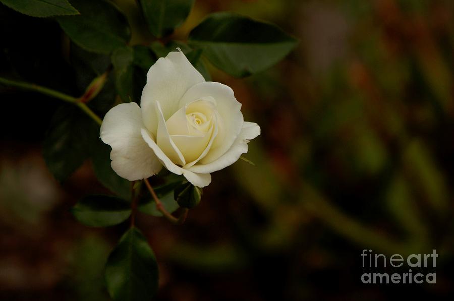 White Rose Photograph by Sean Griffin
