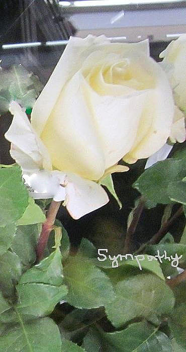 White Rose - Sympathy Card Photograph by Glenda Crigger