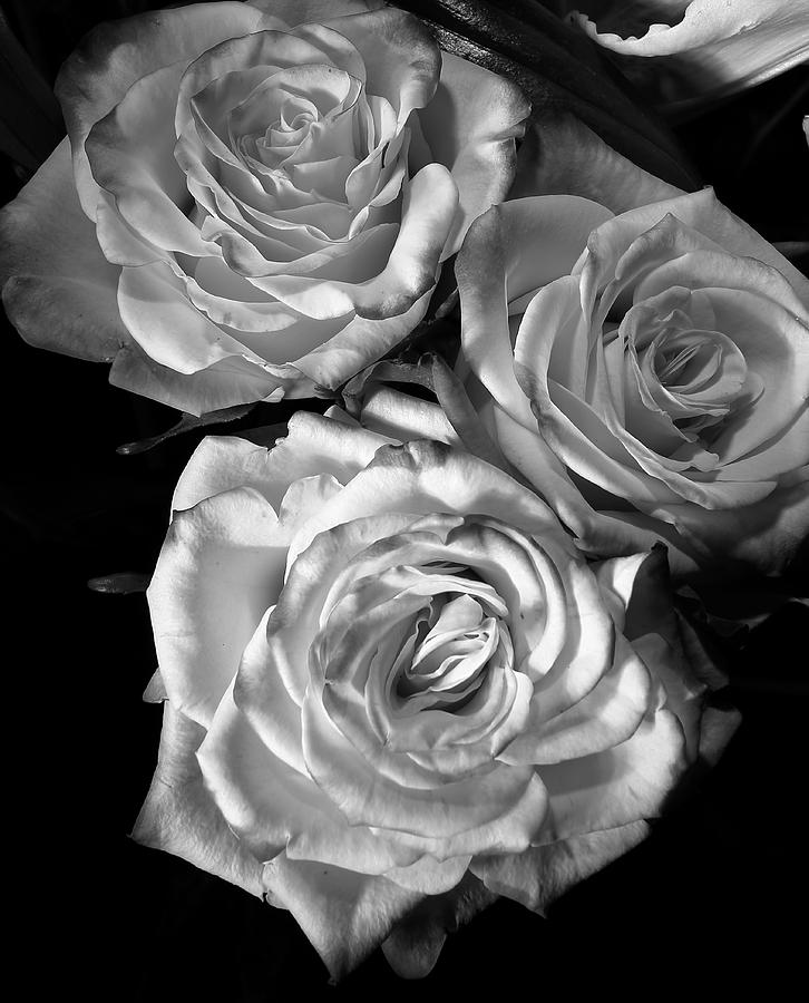 White Rose Three Photograph by David Andersen