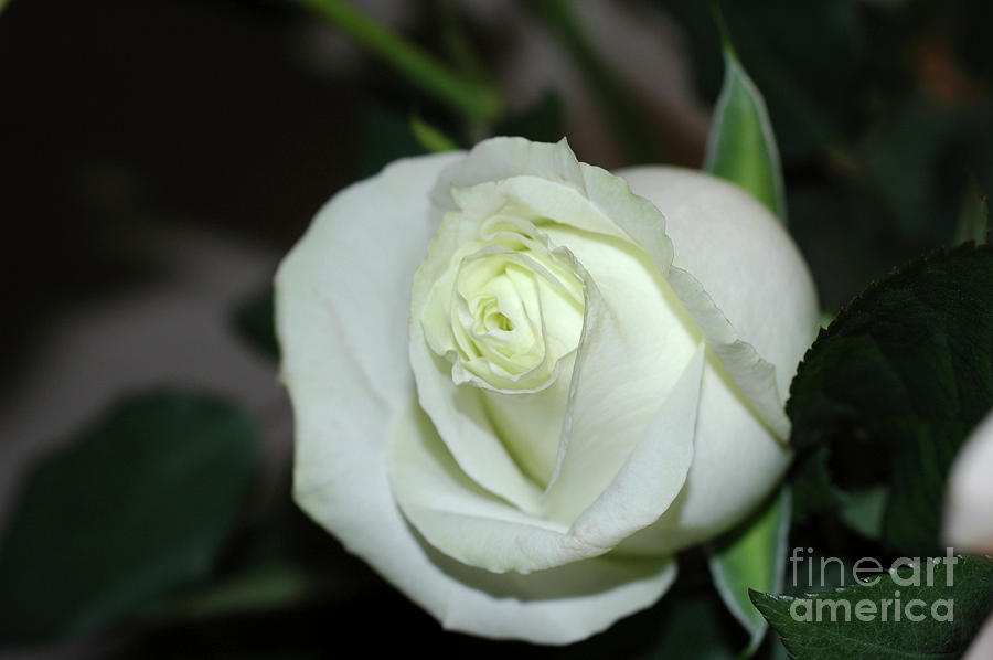 White rose Photograph by Tomi Junger