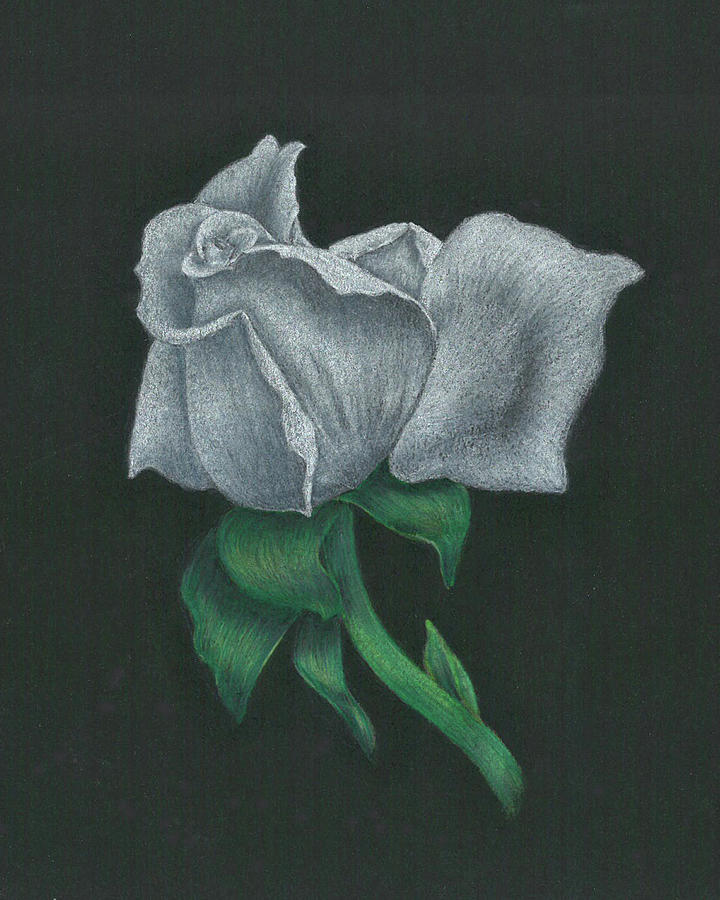 White Rose Drawing by Troy Levesque