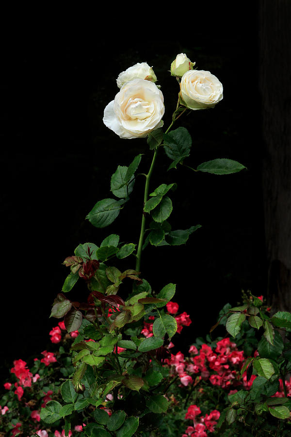 White Rose Uprising Photograph by Bonnie Follett