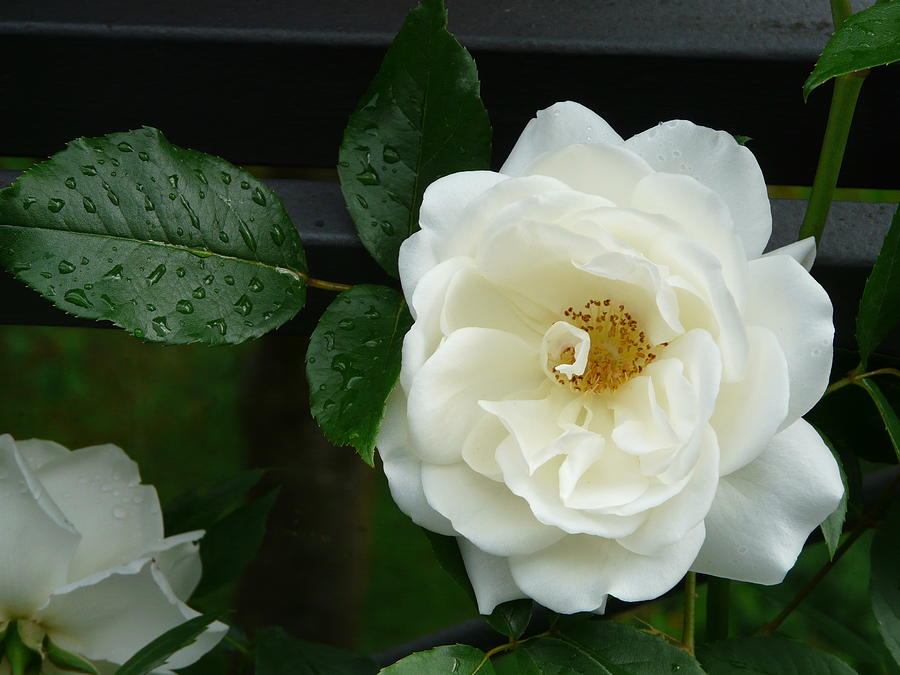 White Rose Photograph by Valerie Ornstein
