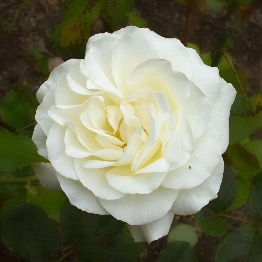 White Rose with Friend Photograph by Bonnie Follett