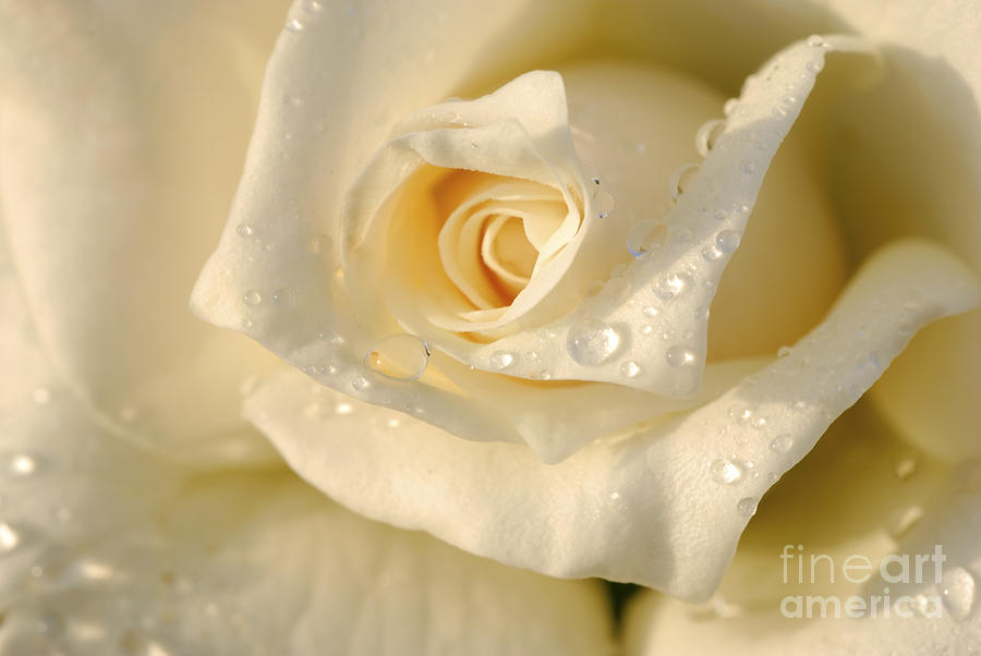White Rose Photograph by Yedidya yos mizrachi